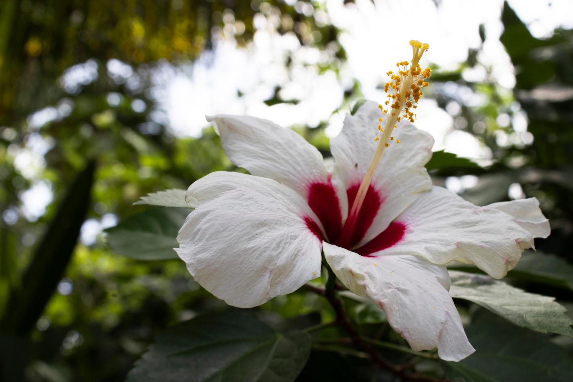 Wayanay Tayrona Eco Hostel El Zaino Zewnętrze zdjęcie